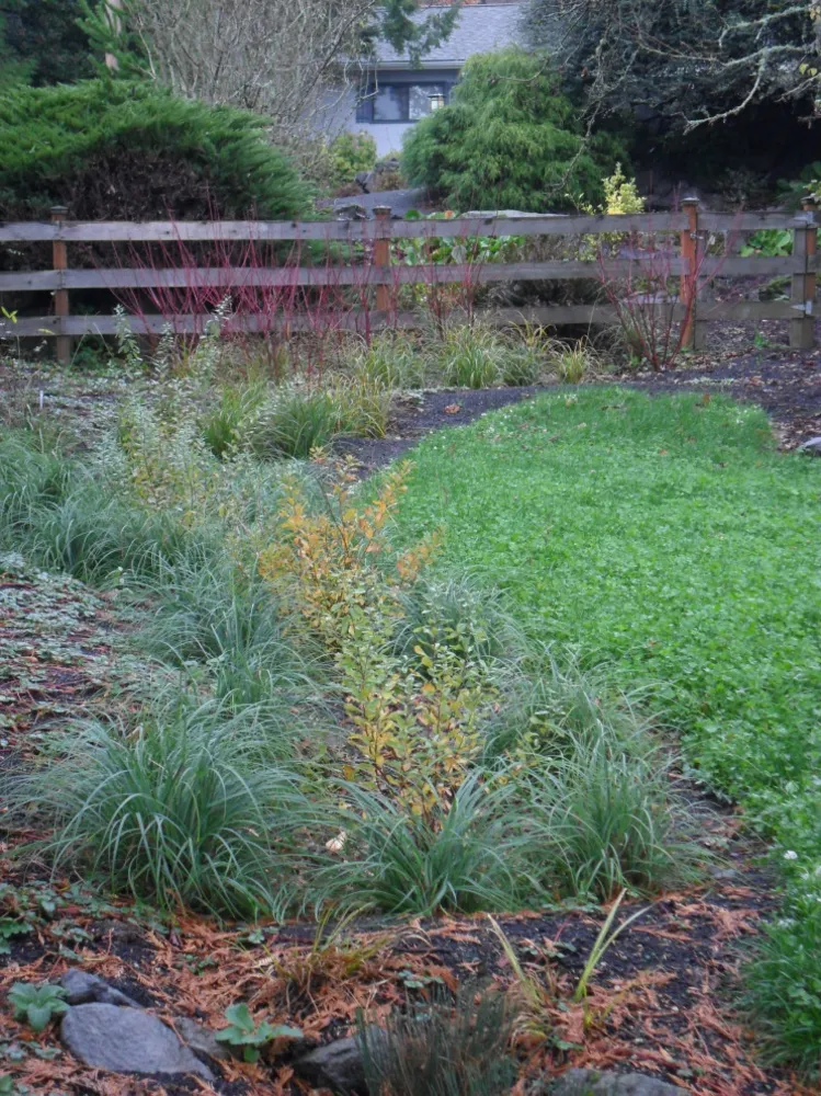 Arka Bahçe Sulak Alanı