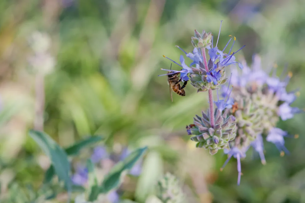 Pollinator-stödjande växtpalett