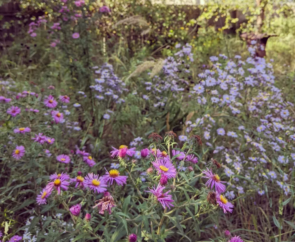 Et efterår der bringer haven til live