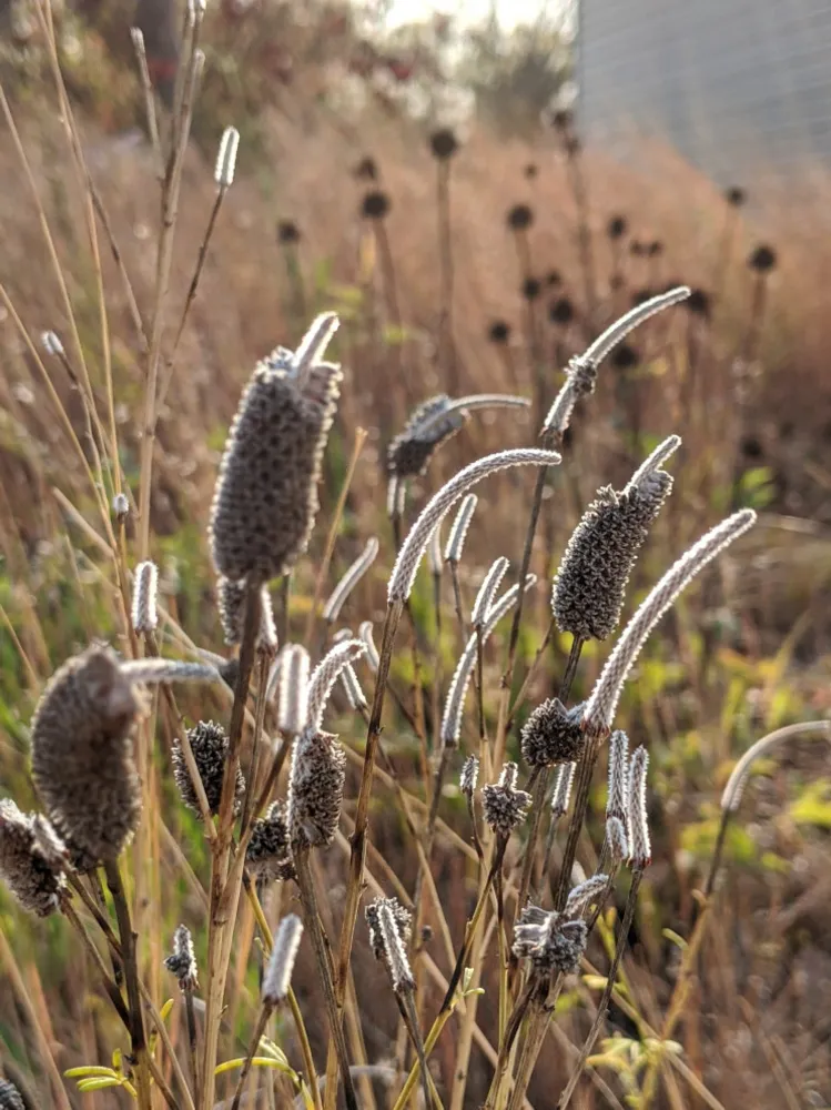 Et efterår der bringer haven til live