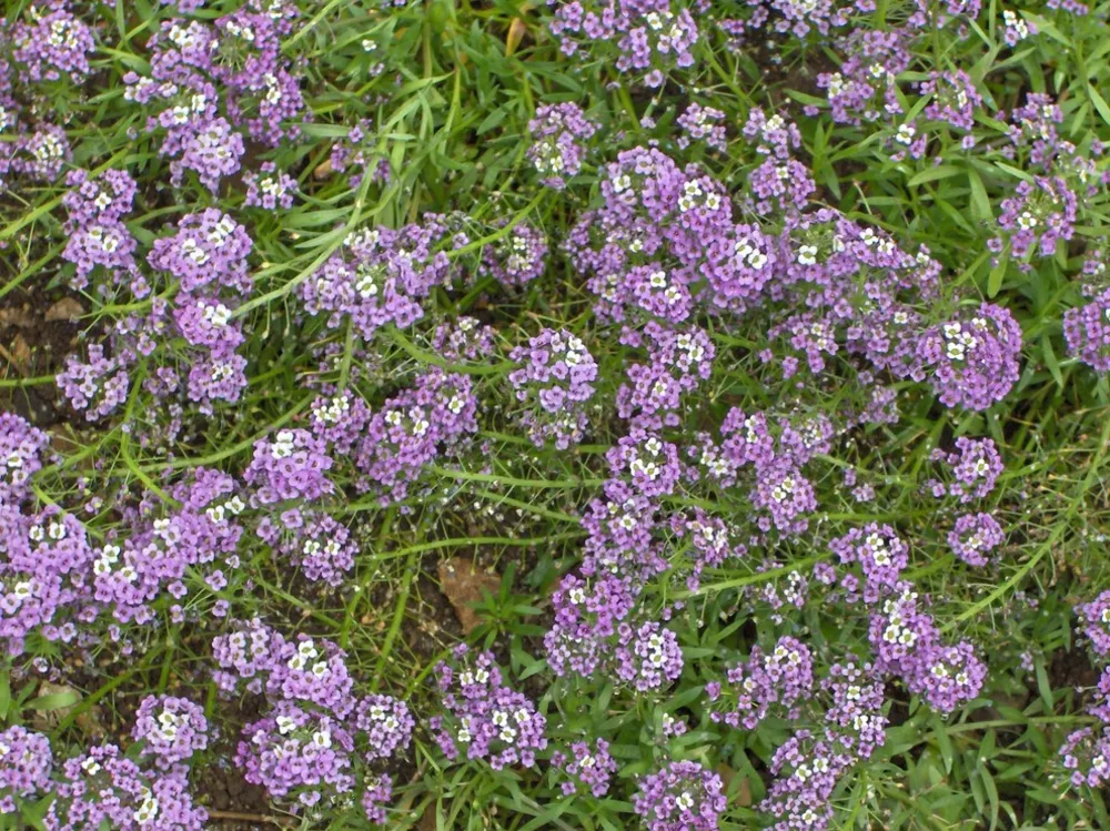 Lobularia maritima (Sweet alyssum)