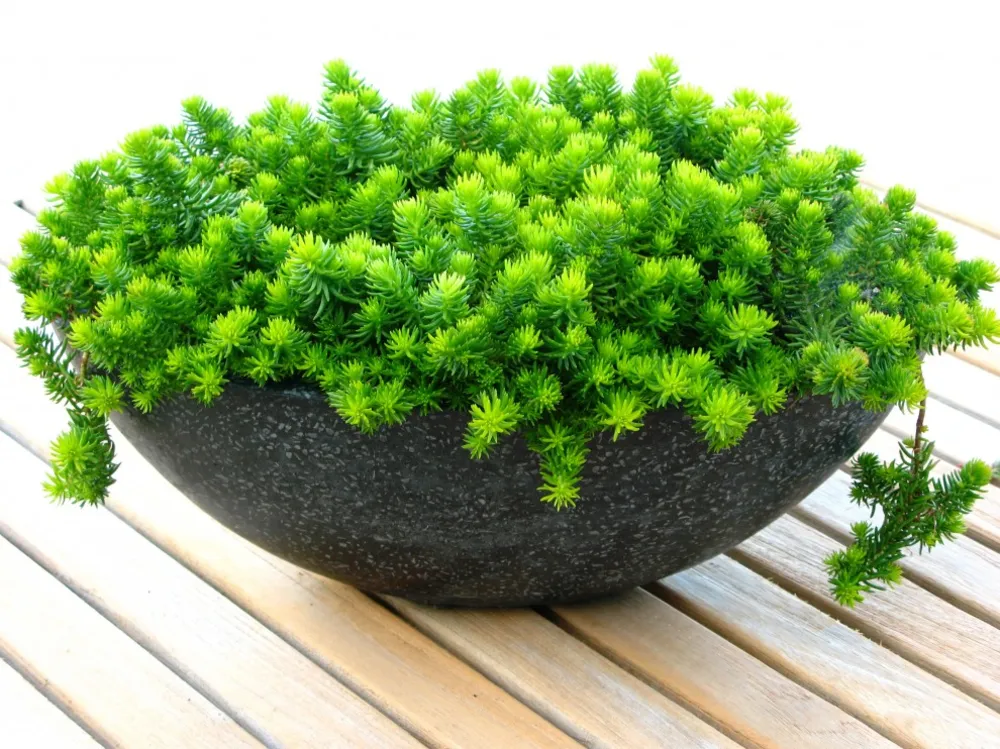 debora carl landscape design