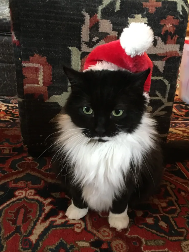 [SHELL] Holiday Pets Servista Call