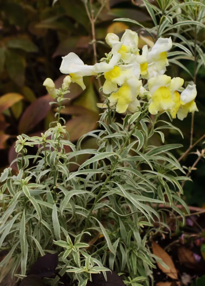 De Store Søer November