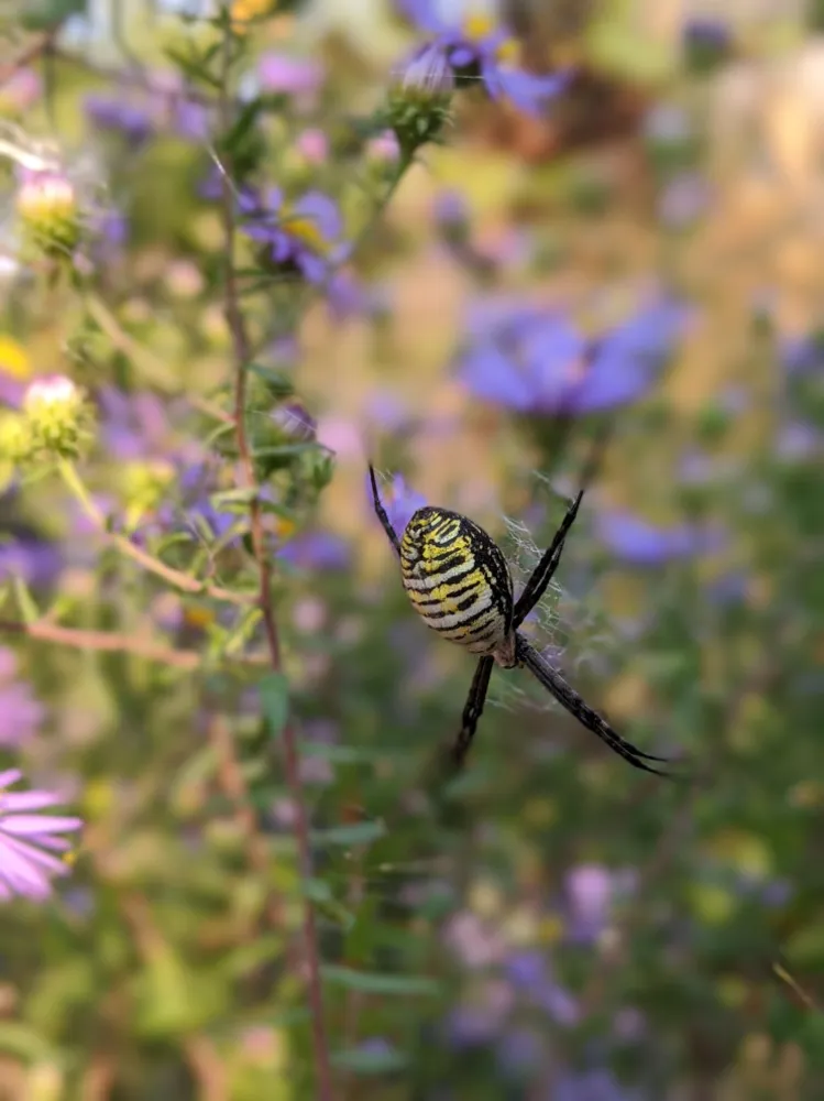 Coming Back to Life in the Spring Habitat Garden