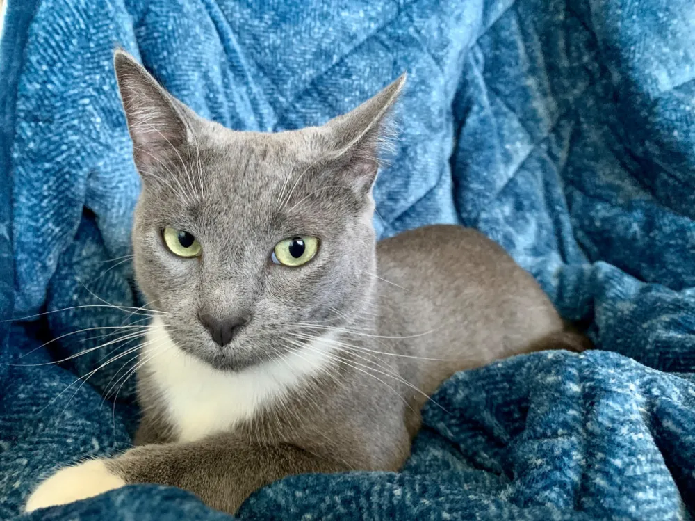 Bekendelser fra en ny katteforælder