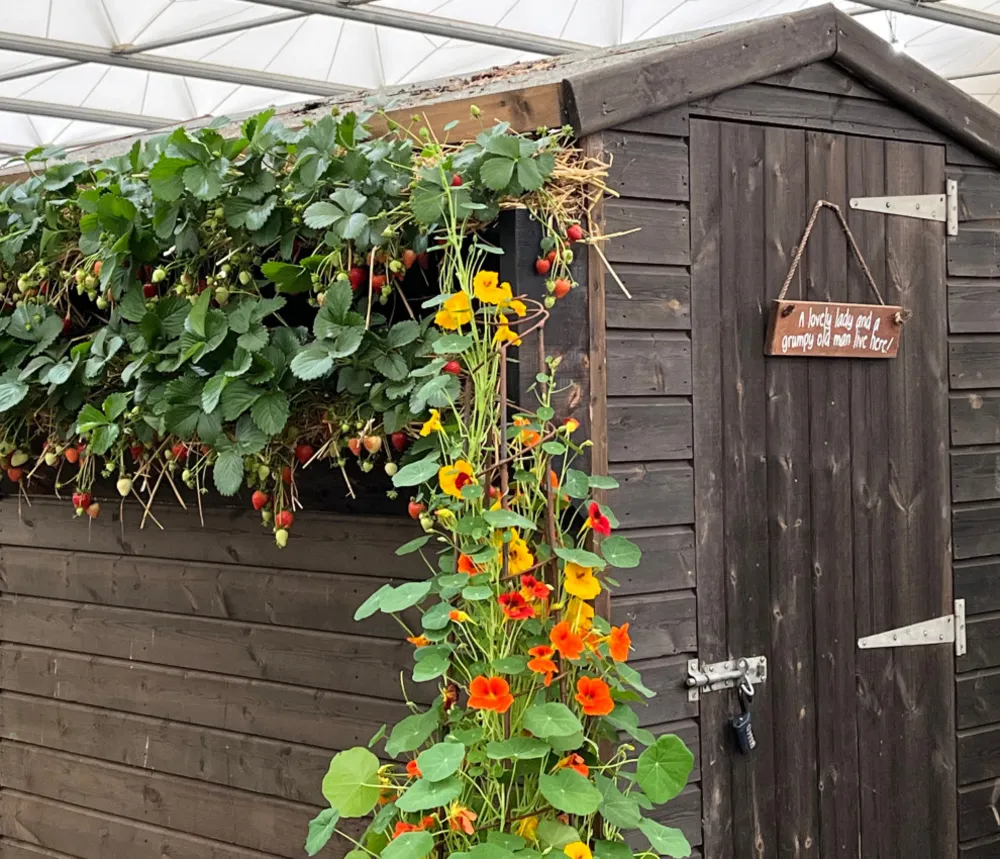 Inspirerande idéer för små trädgårdar från Chelsea Flower Show
