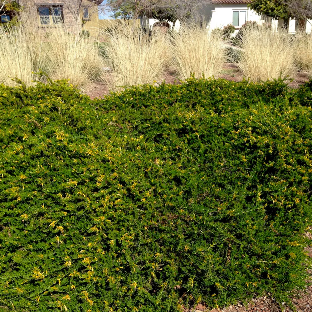 Low Water Lawn Substitutes