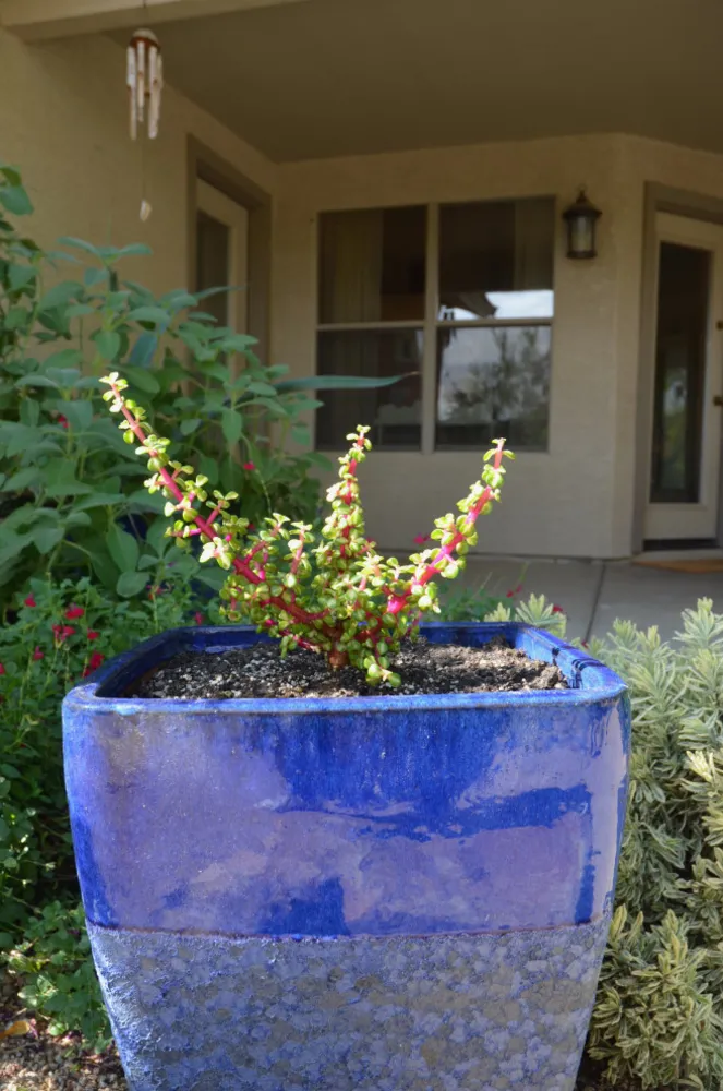 Düşük Sulu Çim İkame Maddeleri