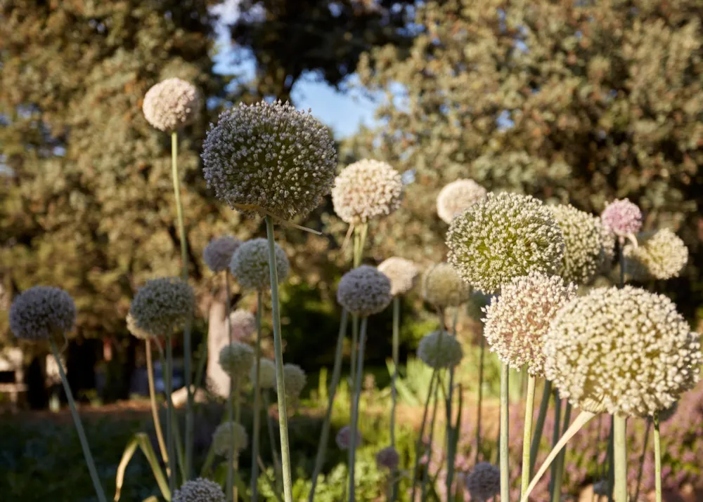 JARDÍN LIBRE EN LAS ROZAS