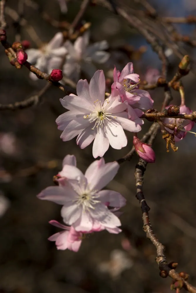 Syksyllä kukkiva kirsikka