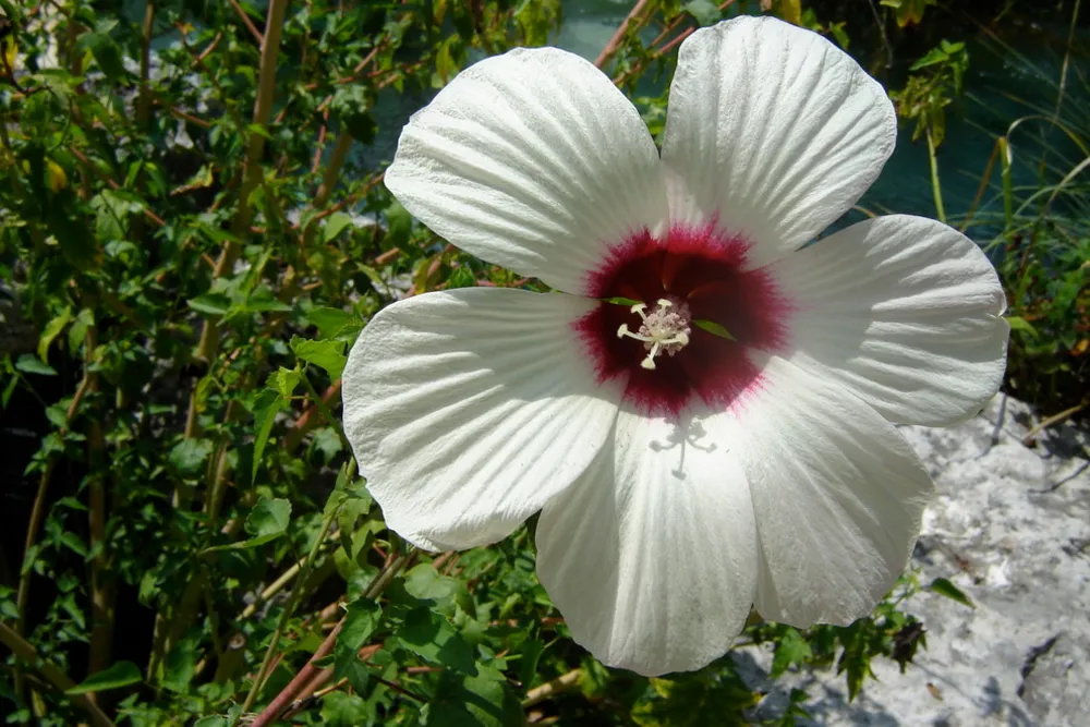Ibisco bianco (Hibiscus moscheutos)