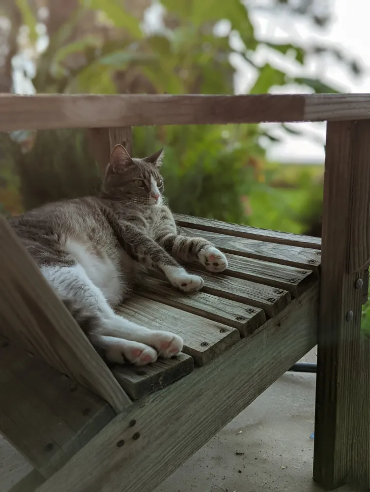 Bu Yaz En İyi Hayatlarını Yaşanan 30 Köpek ve Kedi
