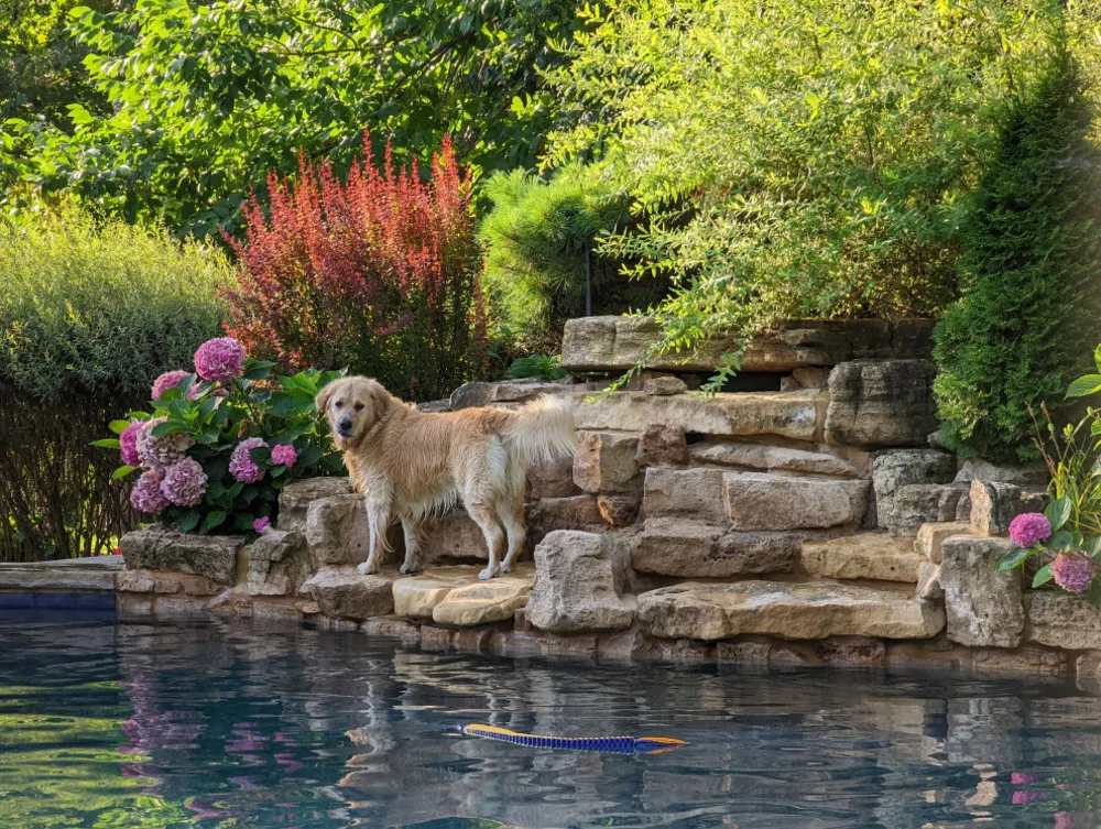 Bu Yaz En İyi Hayatlarını Yaşanan 30 Köpek ve Kedi