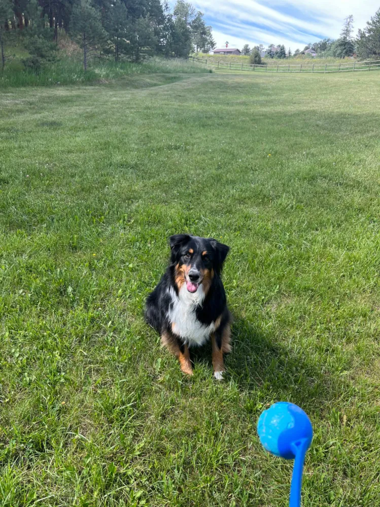 Bu Yaz En İyi Hayatlarını Yaşanan 30 Köpek ve Kedi