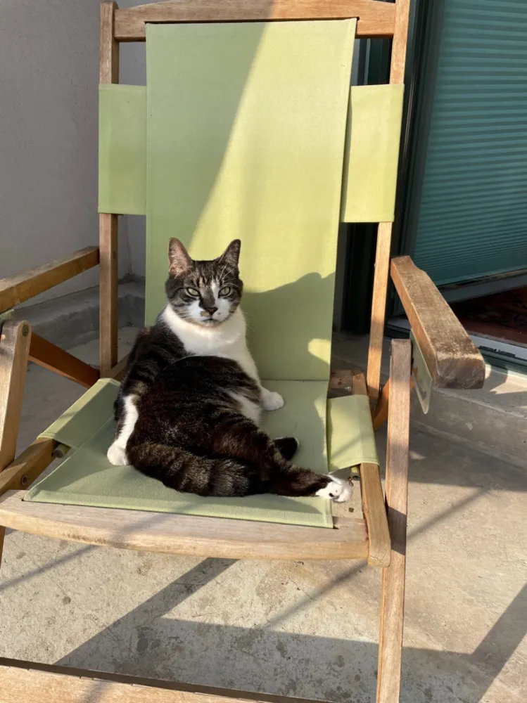 Bu Yaz En İyi Hayatlarını Yaşanan 30 Köpek ve Kedi