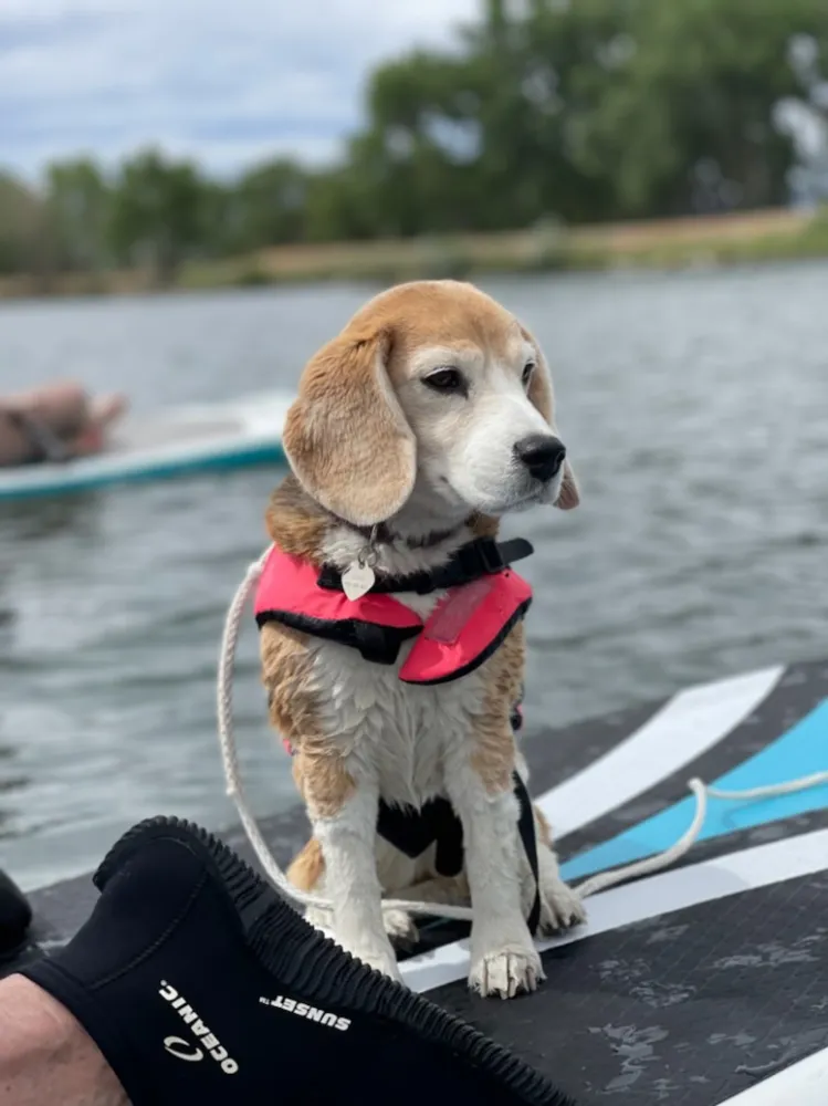 Bu Yaz En İyi Hayatlarını Yaşanan 30 Köpek ve Kedi