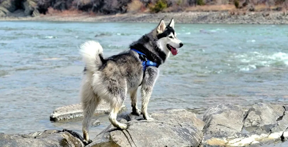 Bu Yaz En İyi Hayatlarını Yaşanan 30 Köpek ve Kedi