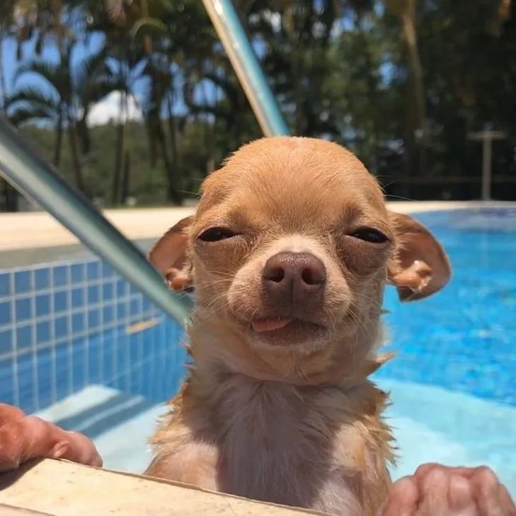 Bu Yaz En İyi Hayatlarını Yaşanan 30 Köpek ve Kedi