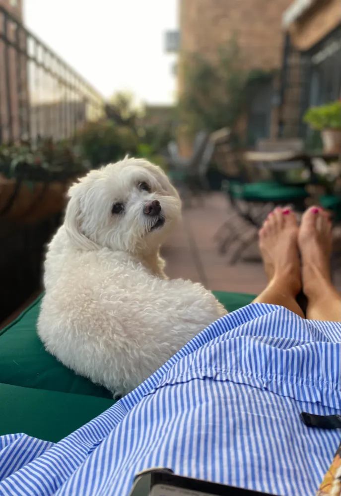 Bu Yaz En İyi Hayatlarını Yaşanan 30 Köpek ve Kedi