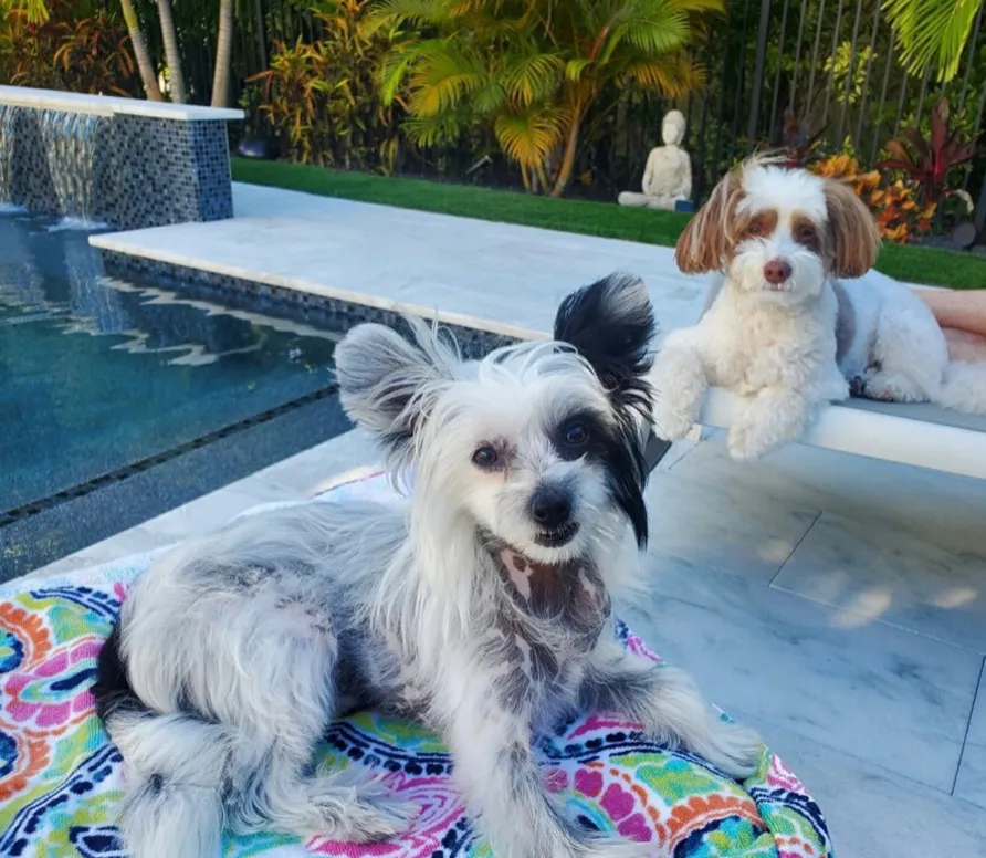 Bu Yaz En İyi Hayatlarını Yaşanan 30 Köpek ve Kedi