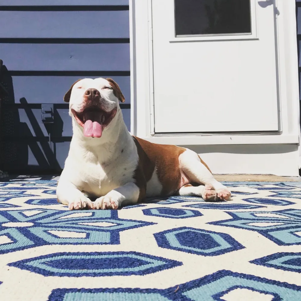 Bu Yaz En İyi Hayatlarını Yaşanan 30 Köpek ve Kedi