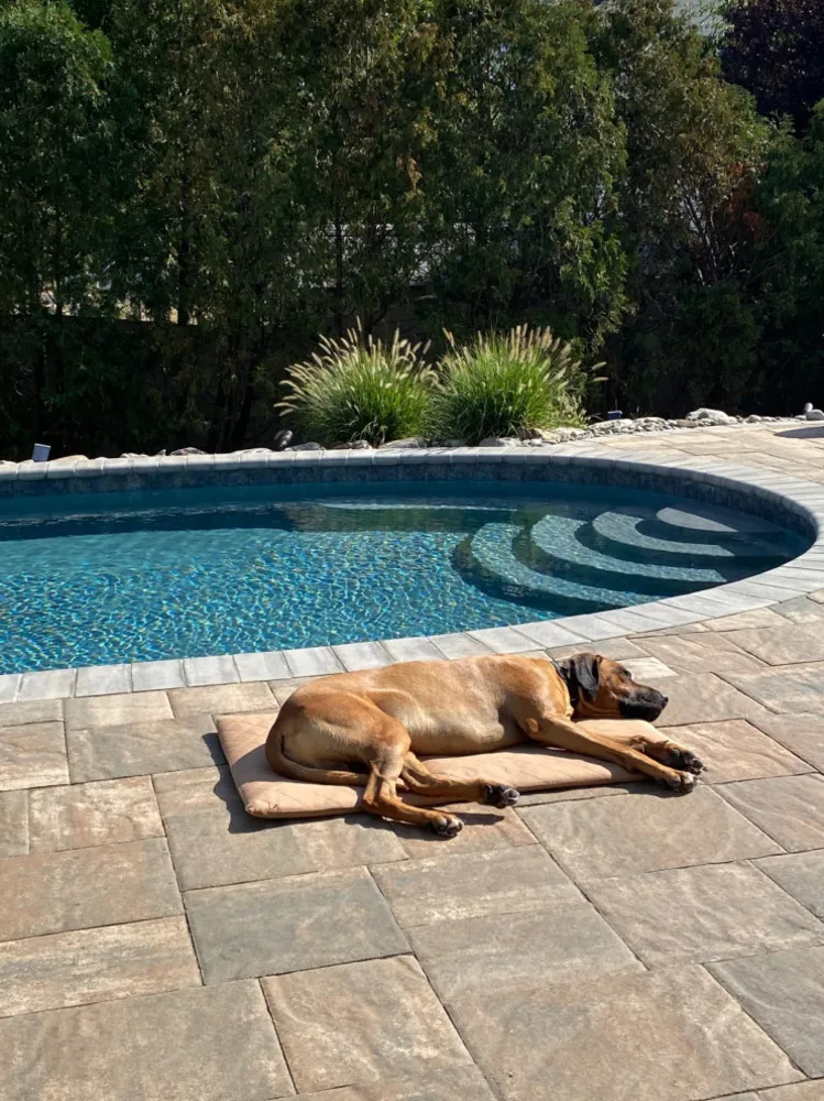 Bu Yaz En İyi Hayatlarını Yaşanan 30 Köpek ve Kedi