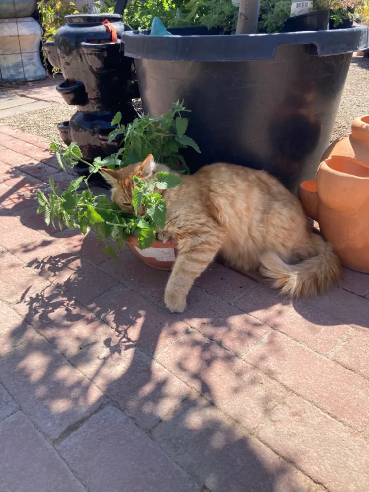 Bu Yaz En İyi Hayatlarını Yaşanan 30 Köpek ve Kedi