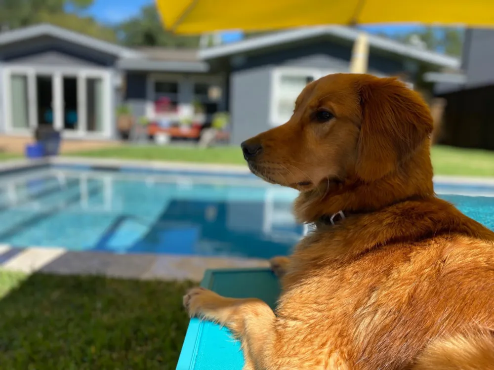 Bu Yaz En İyi Hayatlarını Yaşanan 30 Köpek ve Kedi