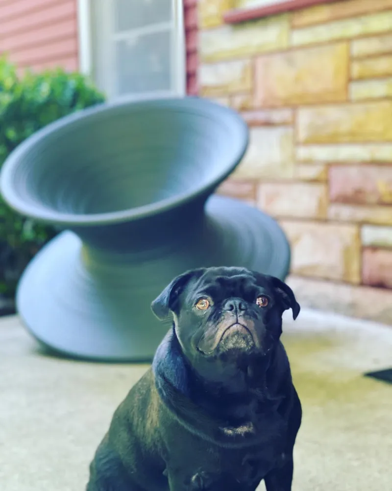 Bu Yaz En İyi Hayatlarını Yaşanan 30 Köpek ve Kedi