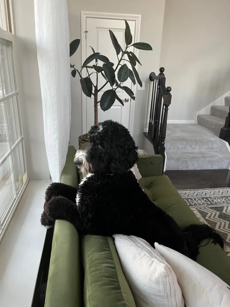Bu Yaz En İyi Hayatlarını Yaşanan 30 Köpek ve Kedi