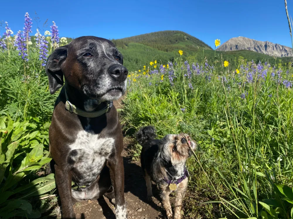 Bu Yaz En İyi Hayatlarını Yaşanan 30 Köpek ve Kedi