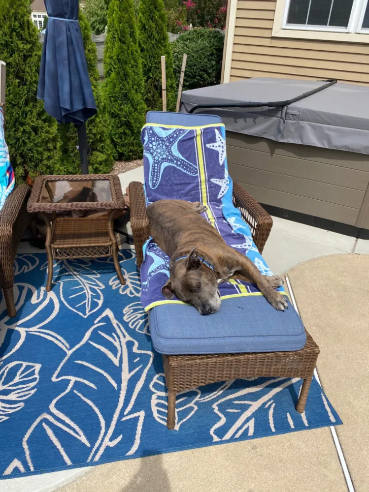 Bu Yaz En İyi Hayatlarını Yaşanan 30 Köpek ve Kedi