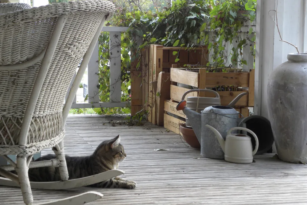 Dallas, TX: Paige Morse