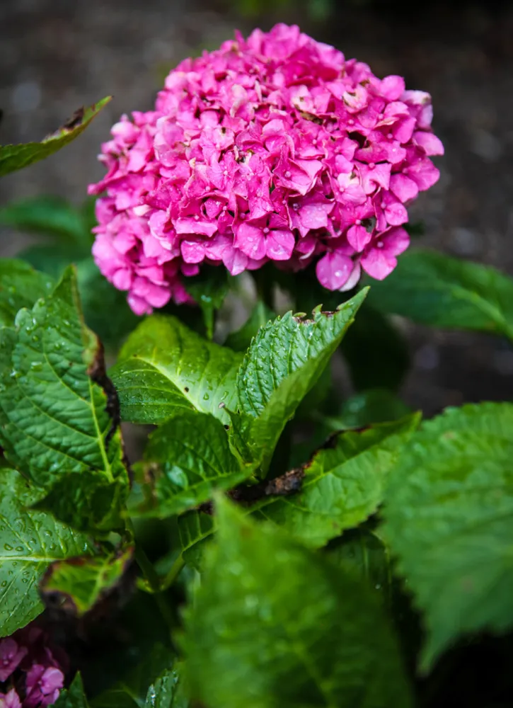 Hydrangea macrophylla 'Masja'