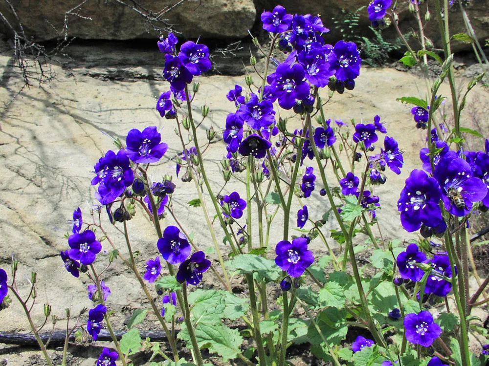 Phacelia Parryi