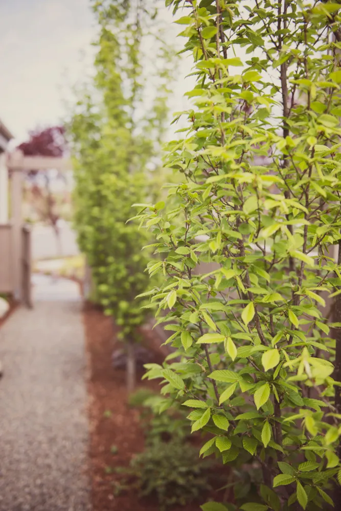 Cortile laterale stretto fiancheggiato da Carpinus betulus 'Fastigiata'
