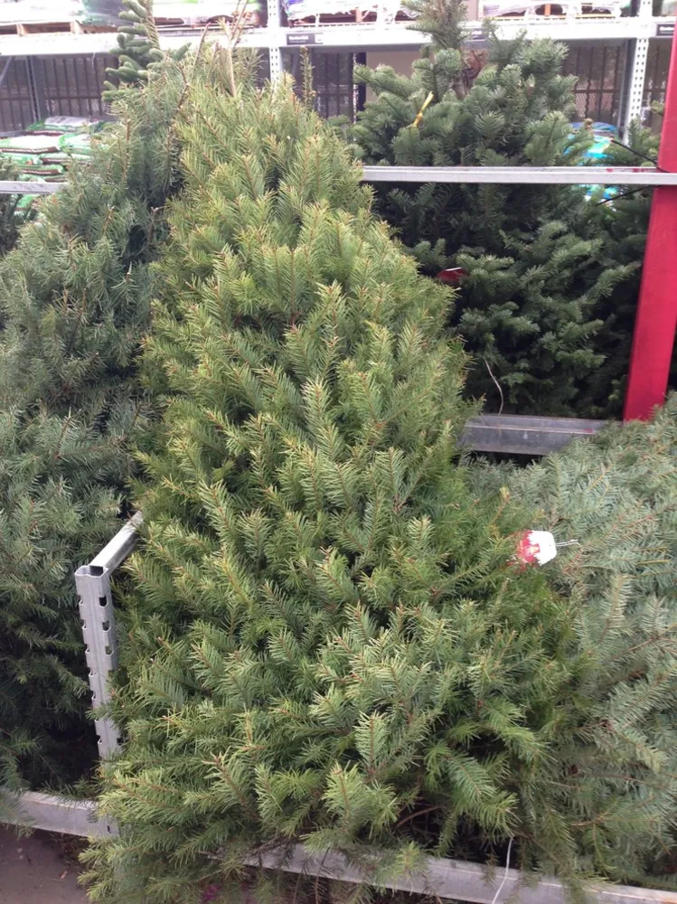 Modi creativi per usare il tuo albero di Natale dopo che le vacanze sono finite