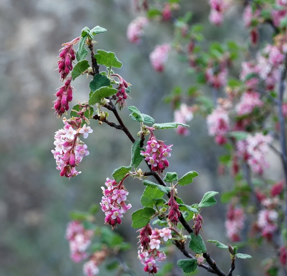 Ribes malvaceum