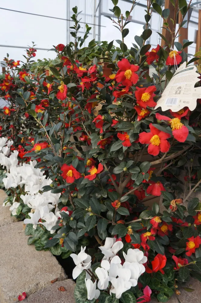 Зимние товары для зелени