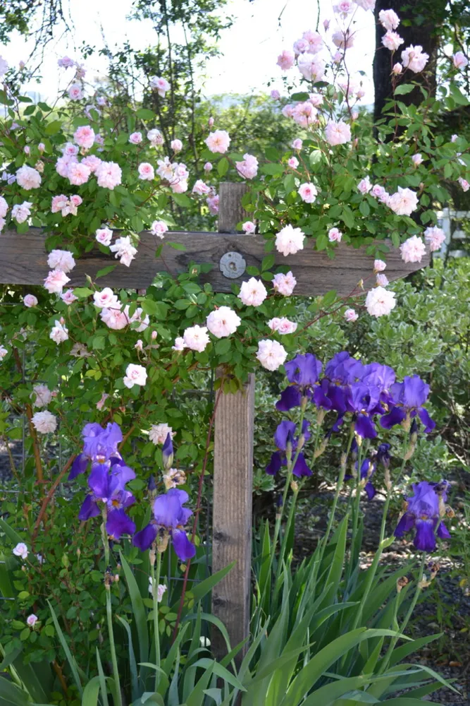Bloemen