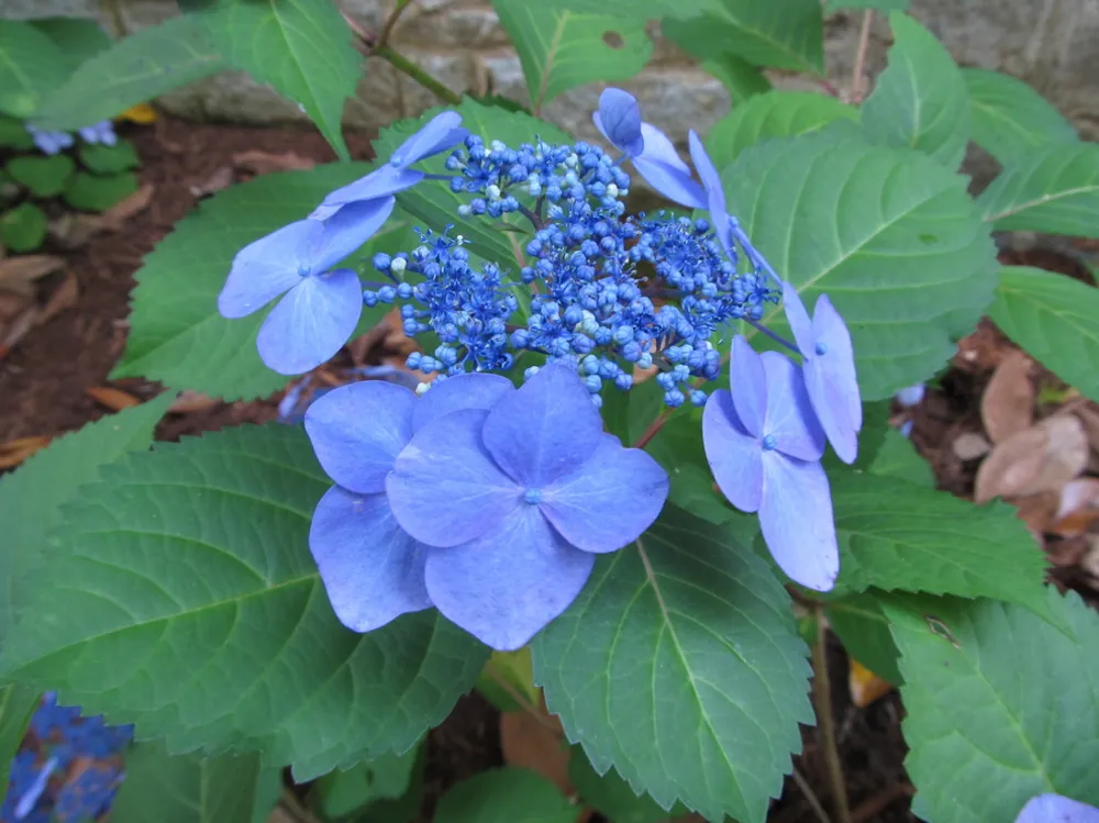 Bluebird Lacecap Hortensia