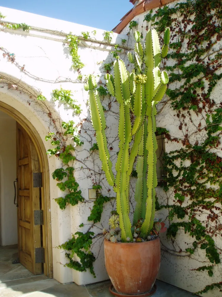 Tasarım Yapısı: İspanyolca - Erken Kaliforniya
