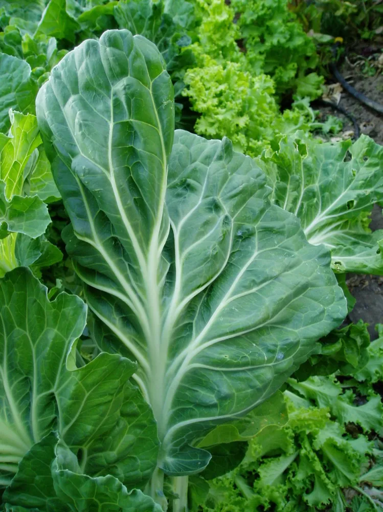 Їстівні пейзажі