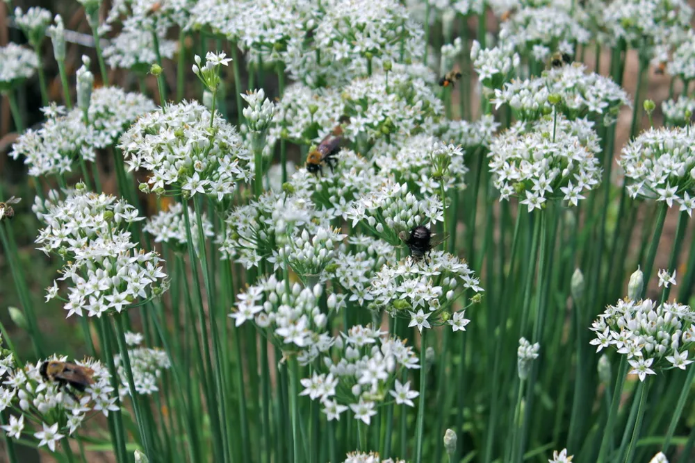 Urter til en køkkenhave