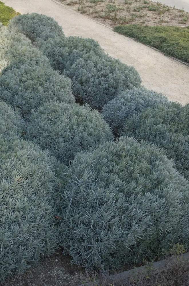 Lavandula angustifolia GettyVilla, LA.jpg