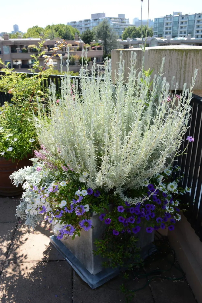 Seaside City Penthouse