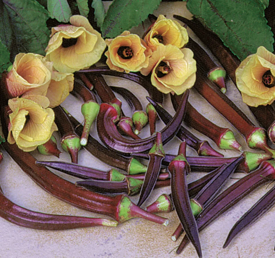 Gemüse der warmen Jahreszeit: Wie man Okra anbaut