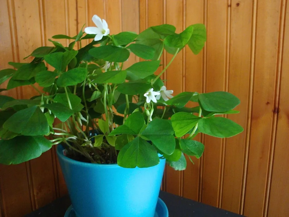 Kweek klavers voor St. Patrick's Day
