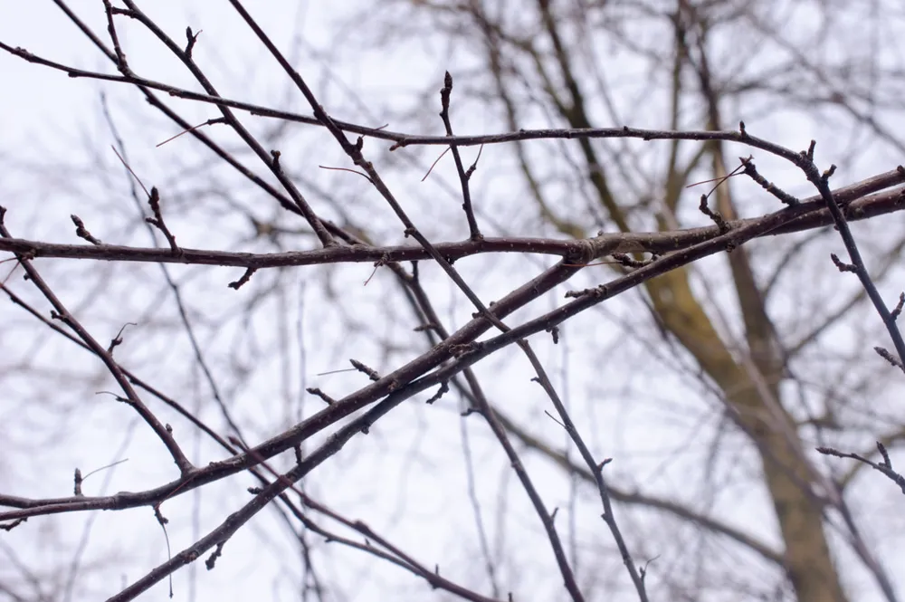 Великие озера, февраль